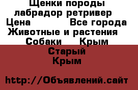 Щенки породы лабрадор ретривер › Цена ­ 8 000 - Все города Животные и растения » Собаки   . Крым,Старый Крым